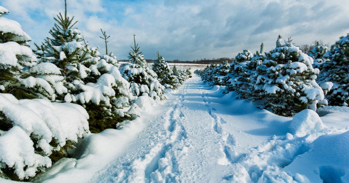 6 Christmas Tree Farms In Iowa That Are Still Open