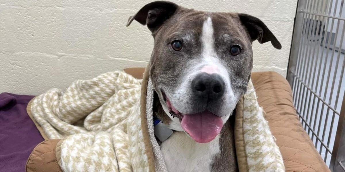 5 Things to Know About Adopting a Pet From a Shelter