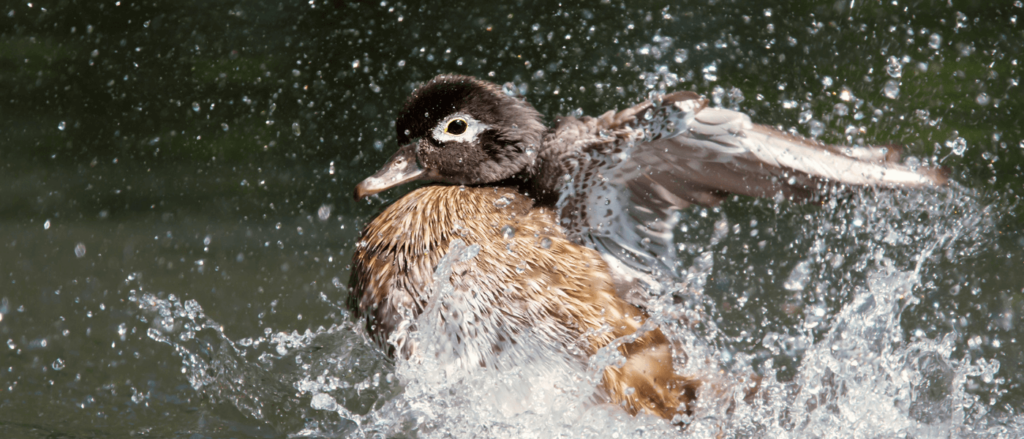 25 Endangered Animals That Only Live in America