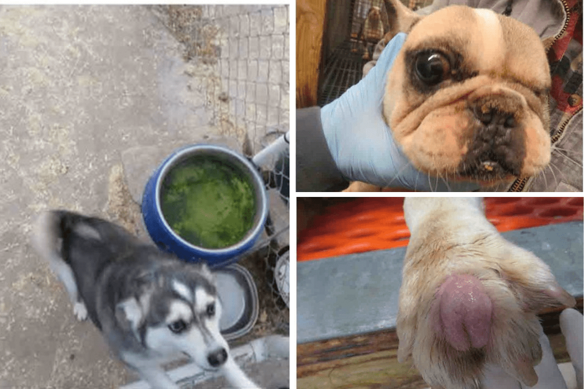 Report calls out 15 Iowa puppy mills for dog welfare violations Report calls out 15 Iowa puppy mills for dog welfare violations