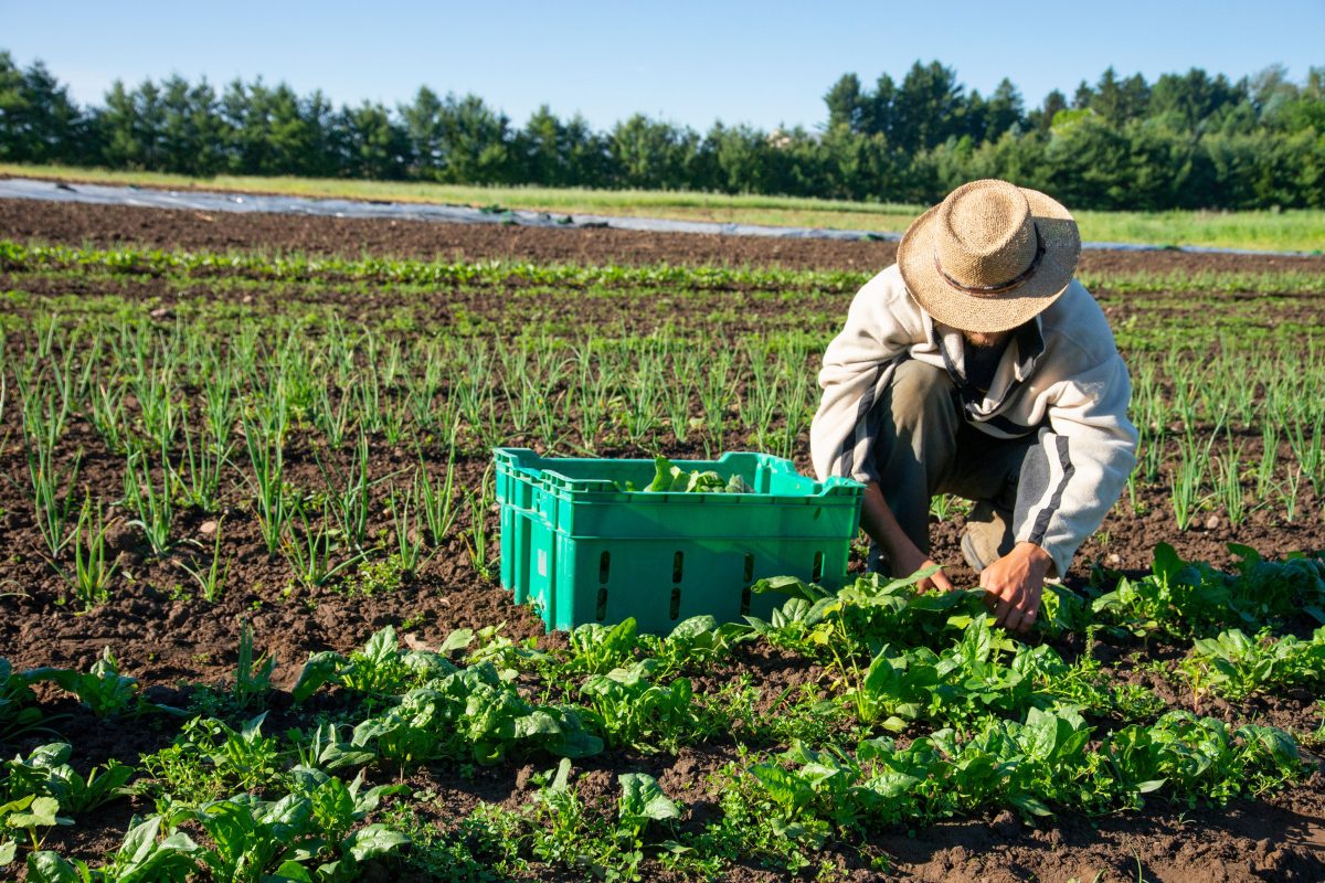 Coalition proposes radical solution to food insecurity: Iowa farmers Coalition proposes radical solution to food insecurity: Iowa farmers