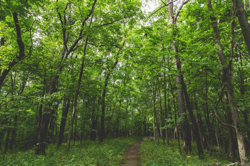 nature trail